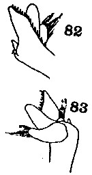 Espce Paraeuchaeta tonsa - Planche 10 de figures morphologiques