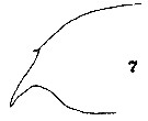 Espce Paraeuchaeta californica - Planche 5 de figures morphologiques