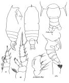 Espce Gaetanus pseudolatifrons - Planche 1 de figures morphologiques