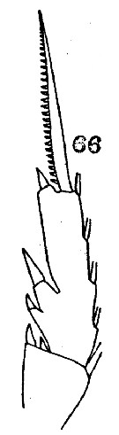 Espce Paraeuchaeta californica - Planche 7 de figures morphologiques