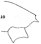 Espce Paraeuchaeta tonsa - Planche 6 de figures morphologiques