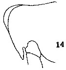 Espce Lophothrix frontalis - Planche 15 de figures morphologiques