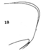 Espce Scaphocalanus magnus - Planche 10 de figures morphologiques