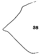 Espce Scaphocalanus magnus - Planche 11 de figures morphologiques