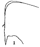 Espce Onchocalanus cristatus - Planche 14 de figures morphologiques