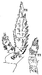 Espce Onchocalanus cristatus - Planche 17 de figures morphologiques