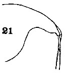 Espce Disseta palumbii - Planche 24 de figures morphologiques