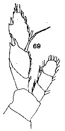 Espce Disseta palumbii - Planche 26 de figures morphologiques