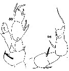 Espce Disseta palumbii - Planche 27 de figures morphologiques