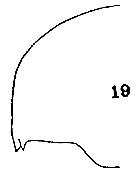 Espce Euaugaptilus oblongus - Planche 9 de figures morphologiques
