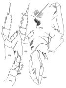 Espce Gaetanus robustus - Planche 2 de figures morphologiques