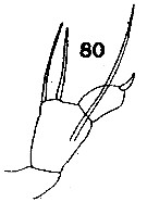 Espce Arietellus simplex - Planche 15 de figures morphologiques