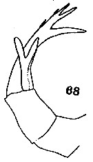 Espce Pontellopsis occidentalis - Planche 3 de figures morphologiques