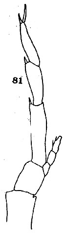 Espce Neocalanus robustior - Planche 11 de figures morphologiques