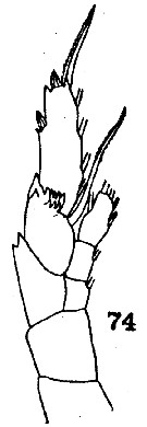 Espce Heterostylites longicornis - Planche 10 de figures morphologiques