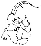 Espce Heterorhabdus spinifrons - Planche 17 de figures morphologiques
