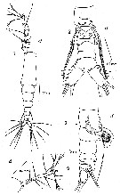Espce Monstrilla grandis - Planche 17 de figures morphologiques