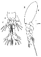 Espce Monstrilla grandis - Planche 16 de figures morphologiques