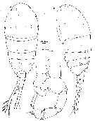 Espce Temora turbinata - Planche 13 de figures morphologiques