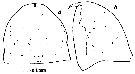 Espce Temora turbinata - Planche 14 de figures morphologiques