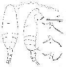 Espce Acartia (Acartiura) margalefi - Planche 5 de figures morphologiques