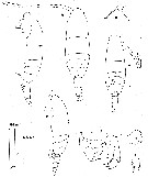 Espce Acartia (Acartiura) hudsonica - Planche 7 de figures morphologiques