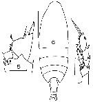 Espce Neocalanus tonsus - Planche 13 de figures morphologiques