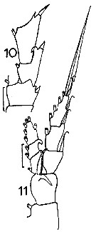 Espce Calanus australis - Planche 11 de figures morphologiques