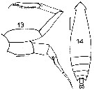 Espce Eucalanus elongatus - Planche 8 de figures morphologiques