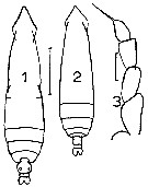 Espce Subeucalanus longiceps - Planche 8 de figures morphologiques