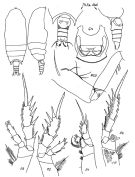 Espce Jaschnovia tolli - Planche 1 de figures morphologiques