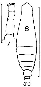 Espce Mecynocera clausi - Planche 14 de figures morphologiques