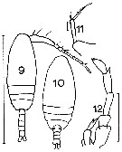 Espce Paracalanus parvus - Planche 15 de figures morphologiques