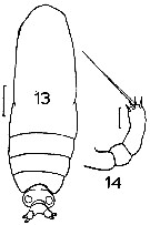 Species Calocalanus styliremis - Plate 6 of morphological figures