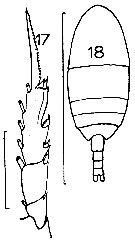 Espce Ctenocalanus vanus - Planche 12 de figures morphologiques