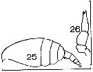 Espce Clausocalanus pergens - Planche 13 de figures morphologiques