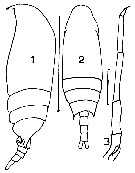 Espce Aetideus armatus - Planche 8 de figures morphologiques