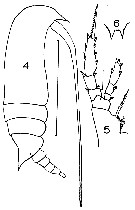 Espce Aetideus giesbrechti - Planche 14 de figures morphologiques