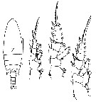 Espce Aetideopsis sp. - Planche 1 de figures morphologiques