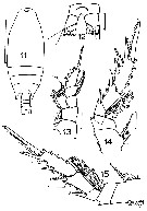 Espce Bradyidius spinifer - Planche 5 de figures morphologiques