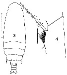 Espce Gaetanus tenuispinus - Planche 18 de figures morphologiques