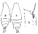 Espce Gaetanus minor - Planche 12 de figures morphologiques