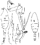 Espce Paraeuchaeta biloba - Planche 16 de figures morphologiques