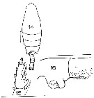 Espce Paraeuchaeta exigua - Planche 7 de figures morphologiques