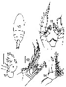 Espce Xanthocalanus penicillatus - Planche 3 de figures morphologiques