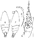 Species Scottocalanus persecans - Plate 9 of morphological figures