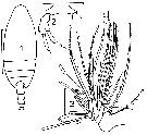 Espce Scaphocalanus echinatus - Planche 10 de figures morphologiques