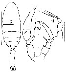 Espce Metridia lucens - Planche 11 de figures morphologiques