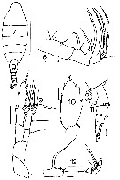 Espce Heterorhabdus lobatus - Planche 5 de figures morphologiques