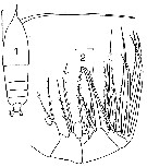 Espce Haloptilus oxycephalus - Planche 11 de figures morphologiques